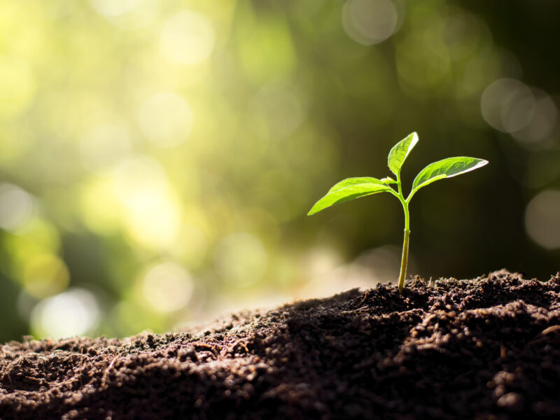 A seedling sprouting through dirt